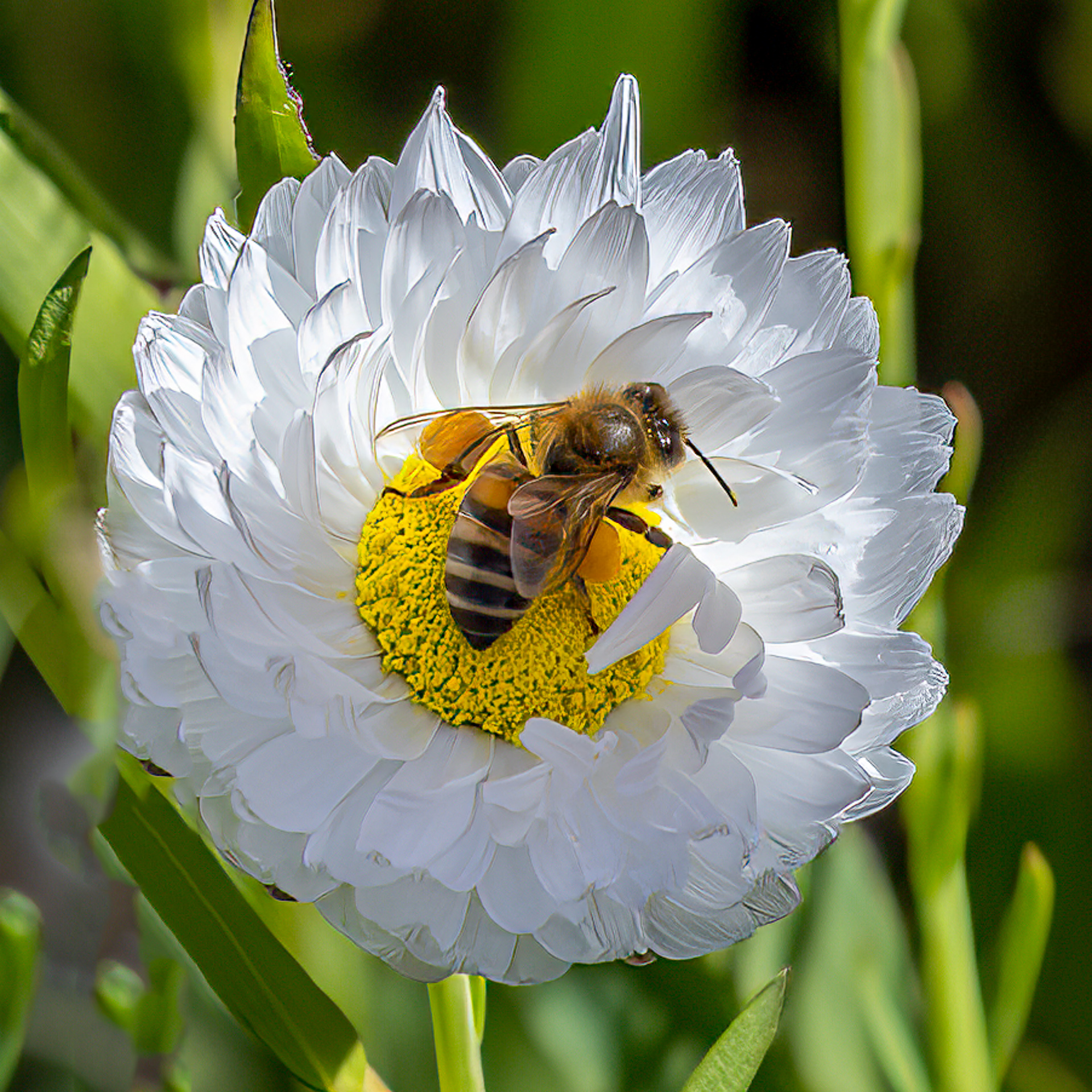 Golden Honey Bee