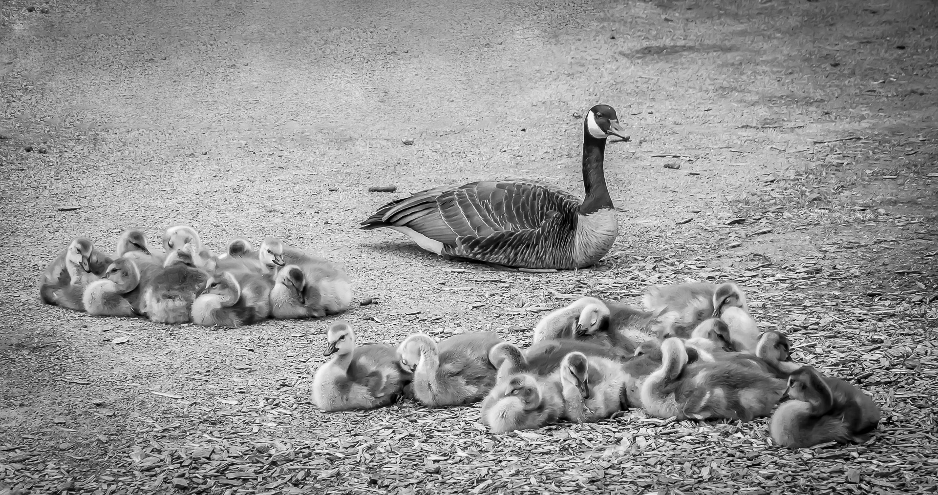 Goose Creche