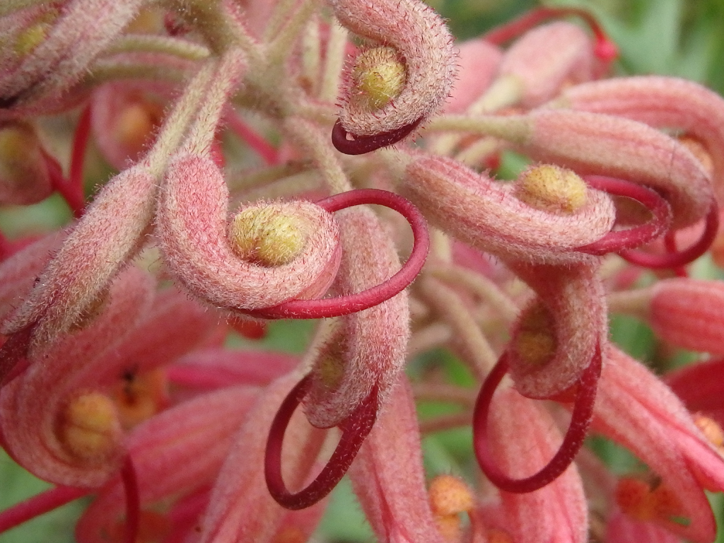 Gorgeous Grevillea