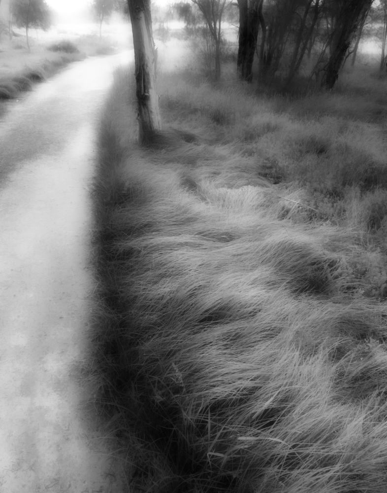 Grass Tree Track