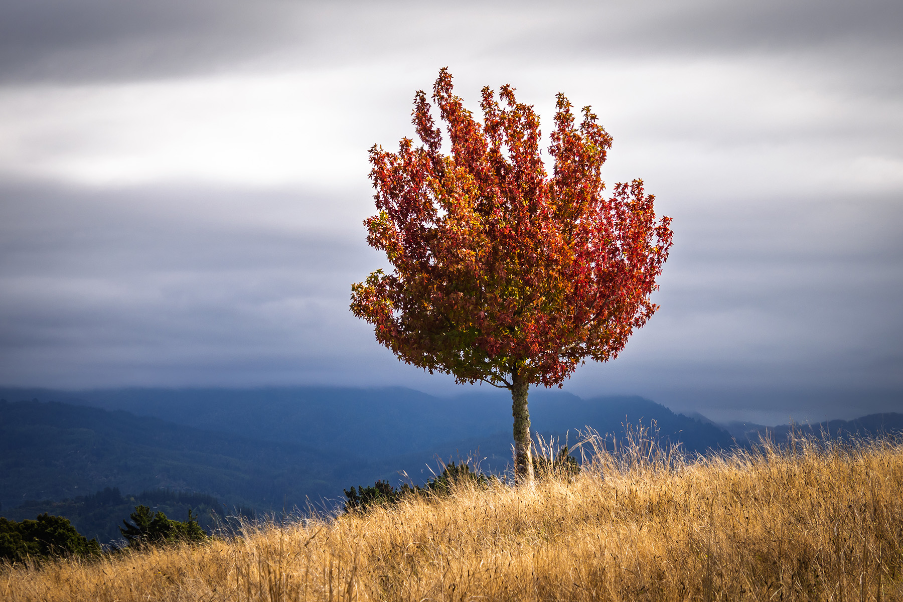 Great Taste Trail Nz