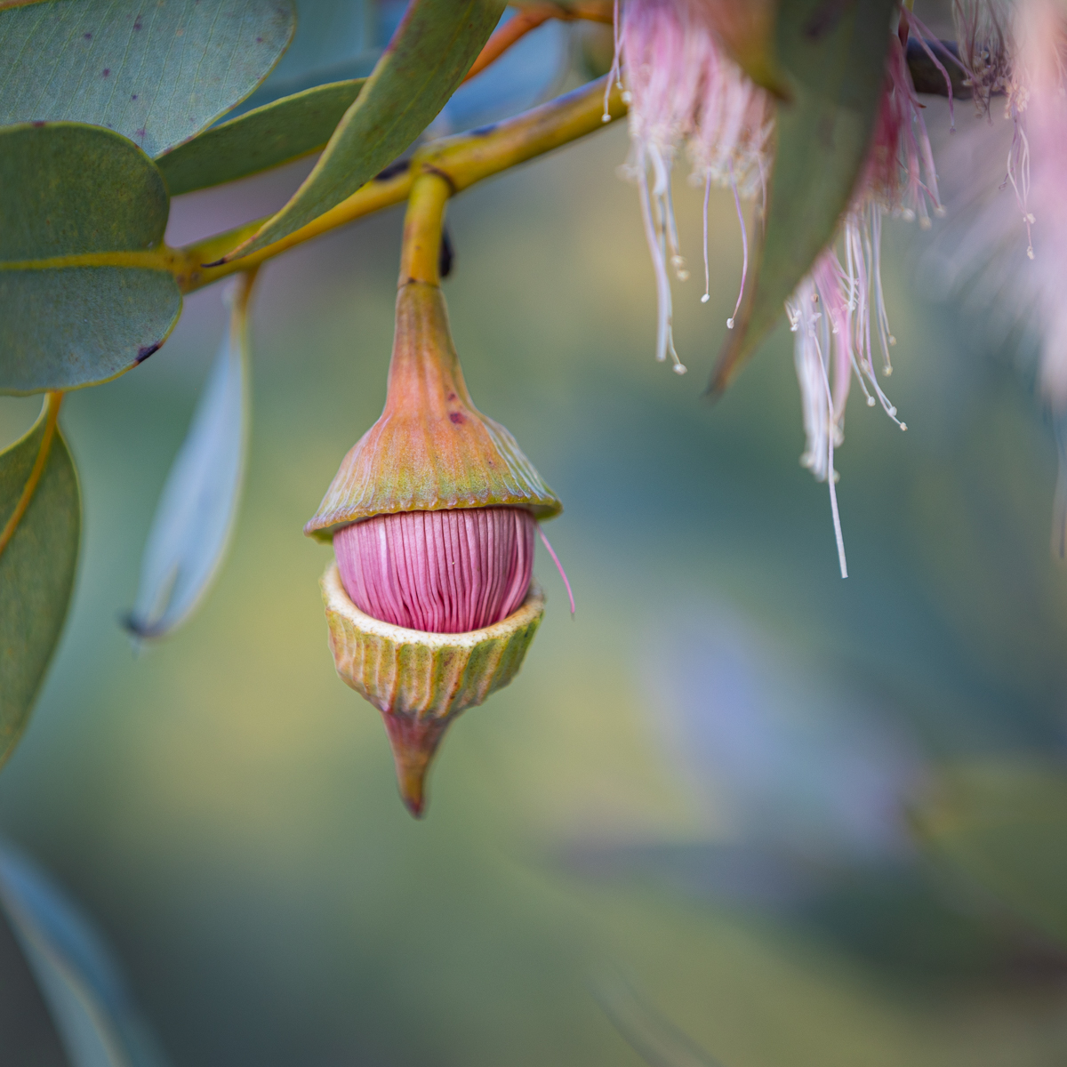 Gum Blossom