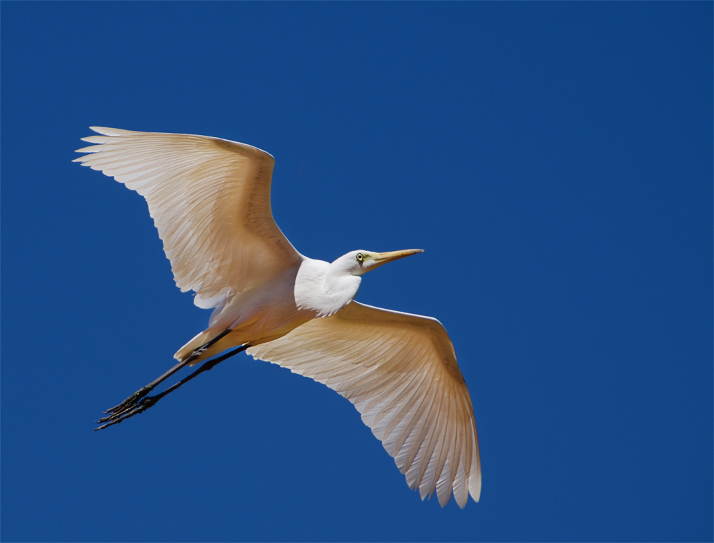 Heron Rising