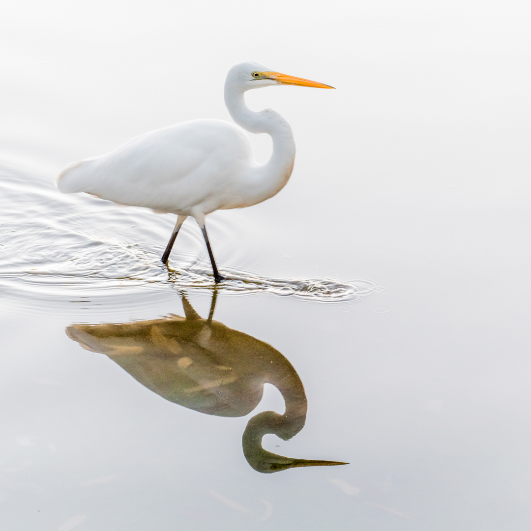 Jackadder Egret