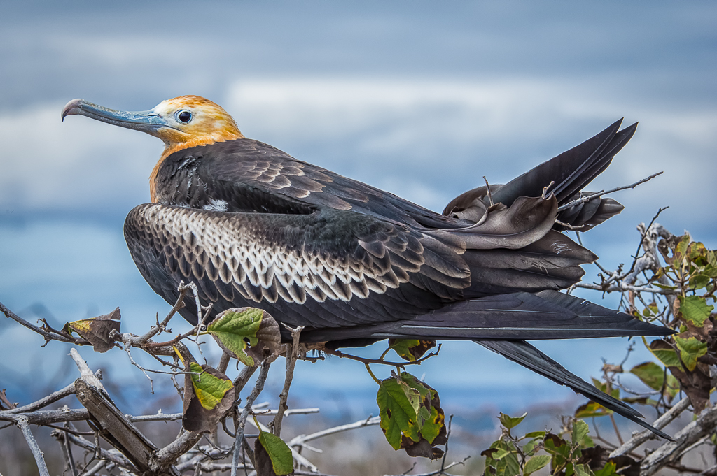 Juvenile Great Frigatebird