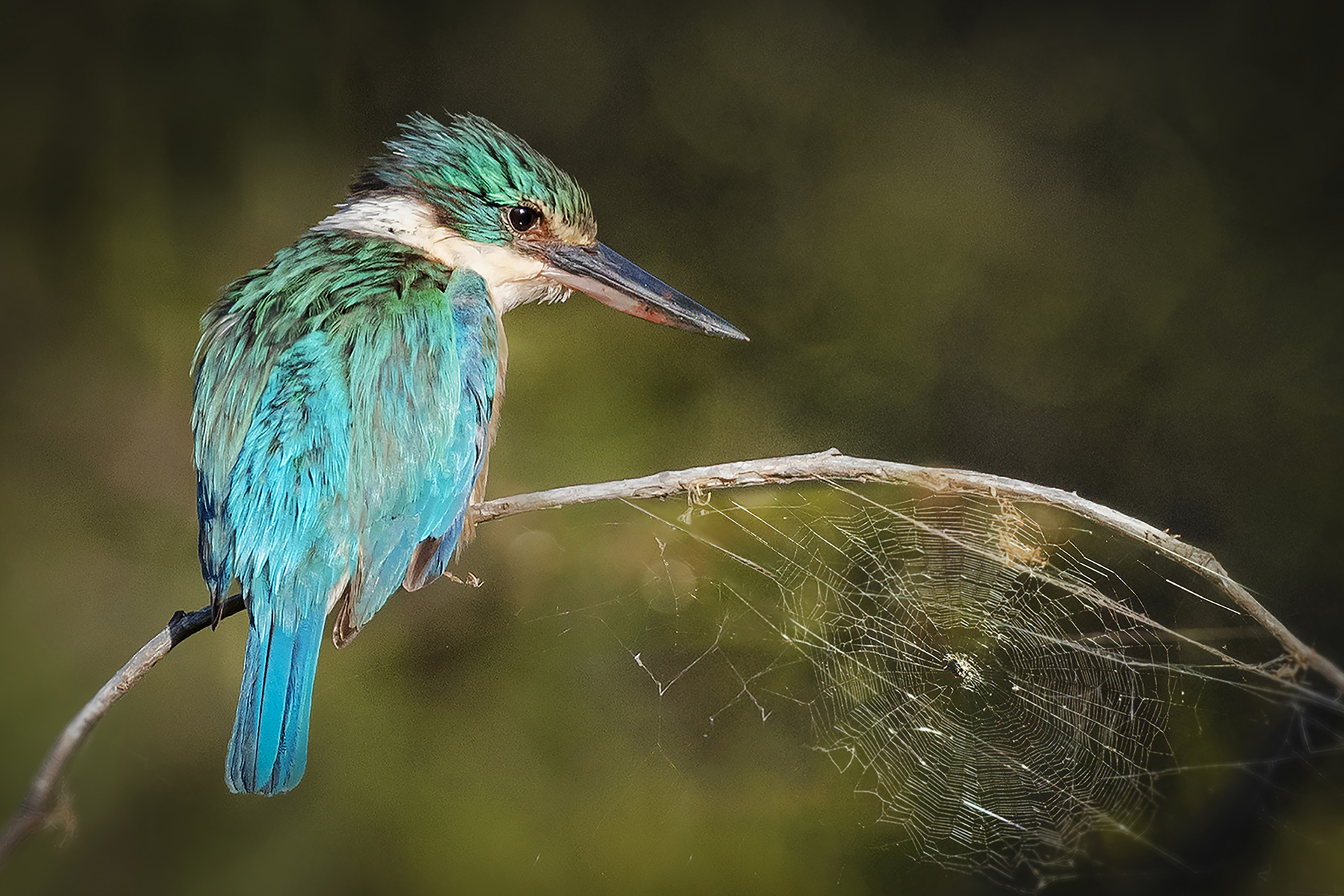 Kingfisher