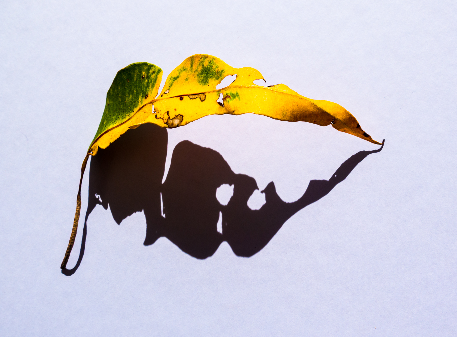 Leaf and Shadow