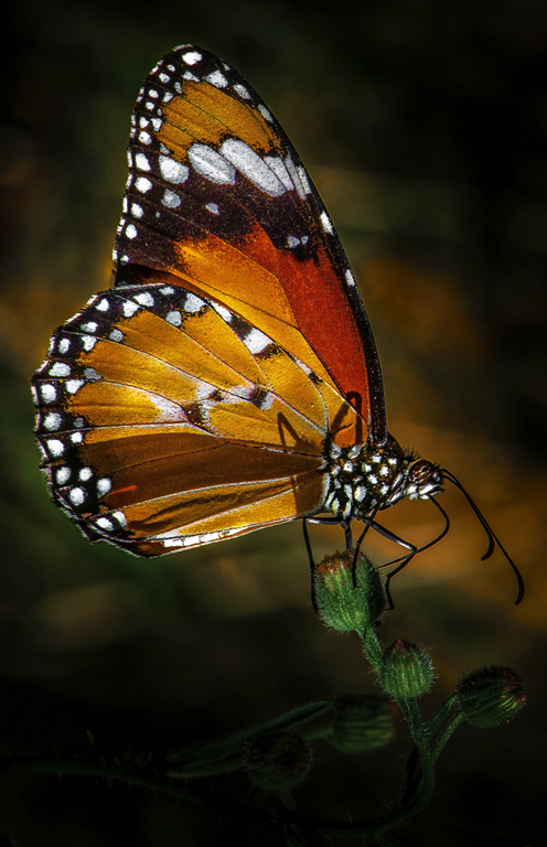 Limenitis Archippus