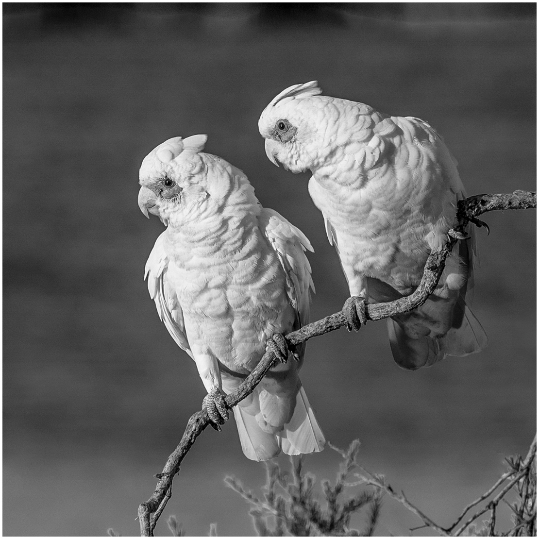 Little Corella Pair