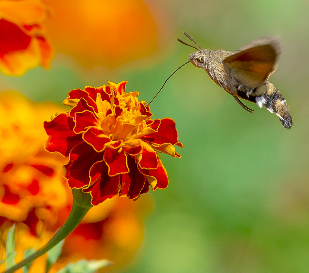 Macroglossum Stellatarum