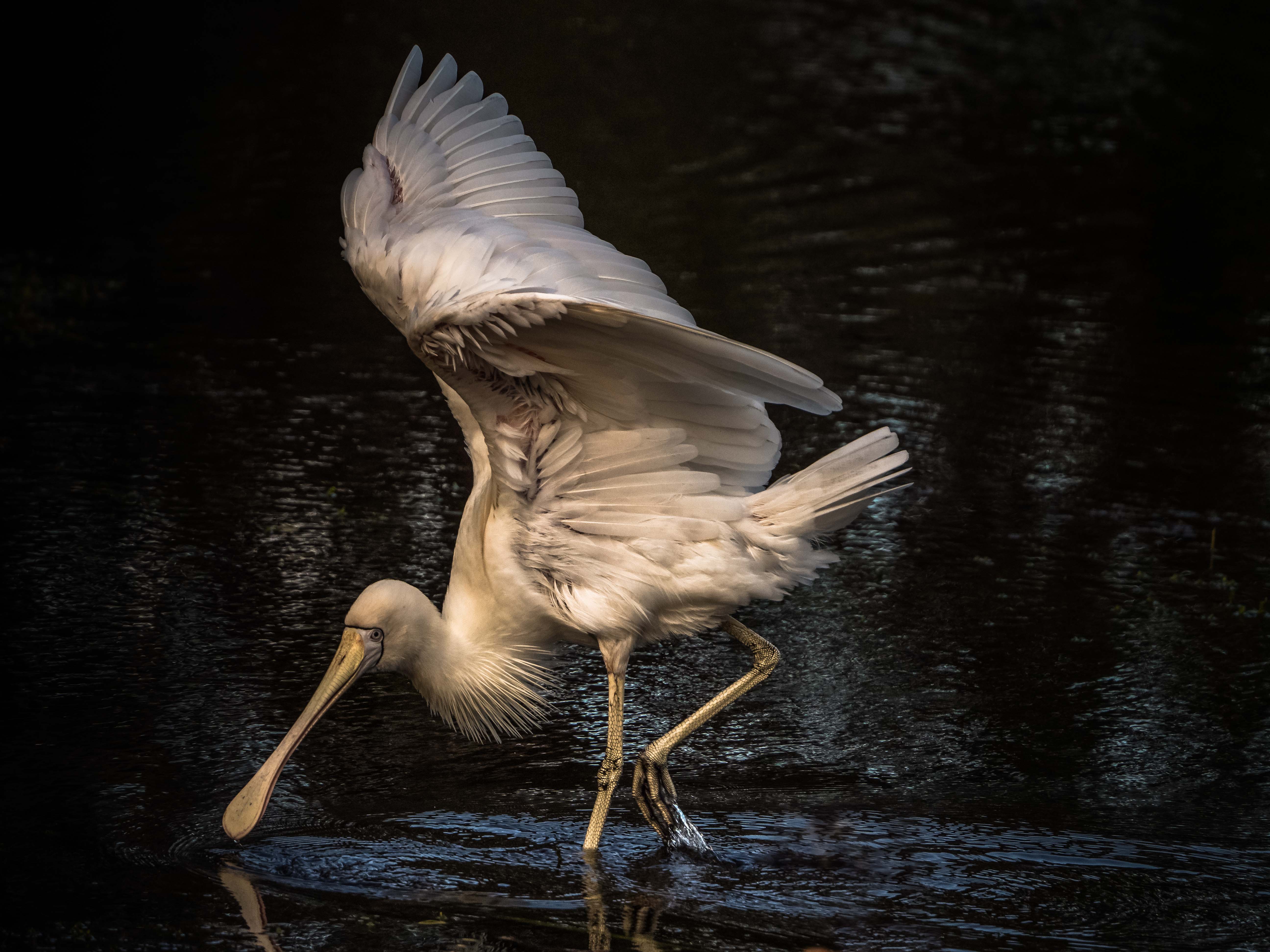 Meal Meander