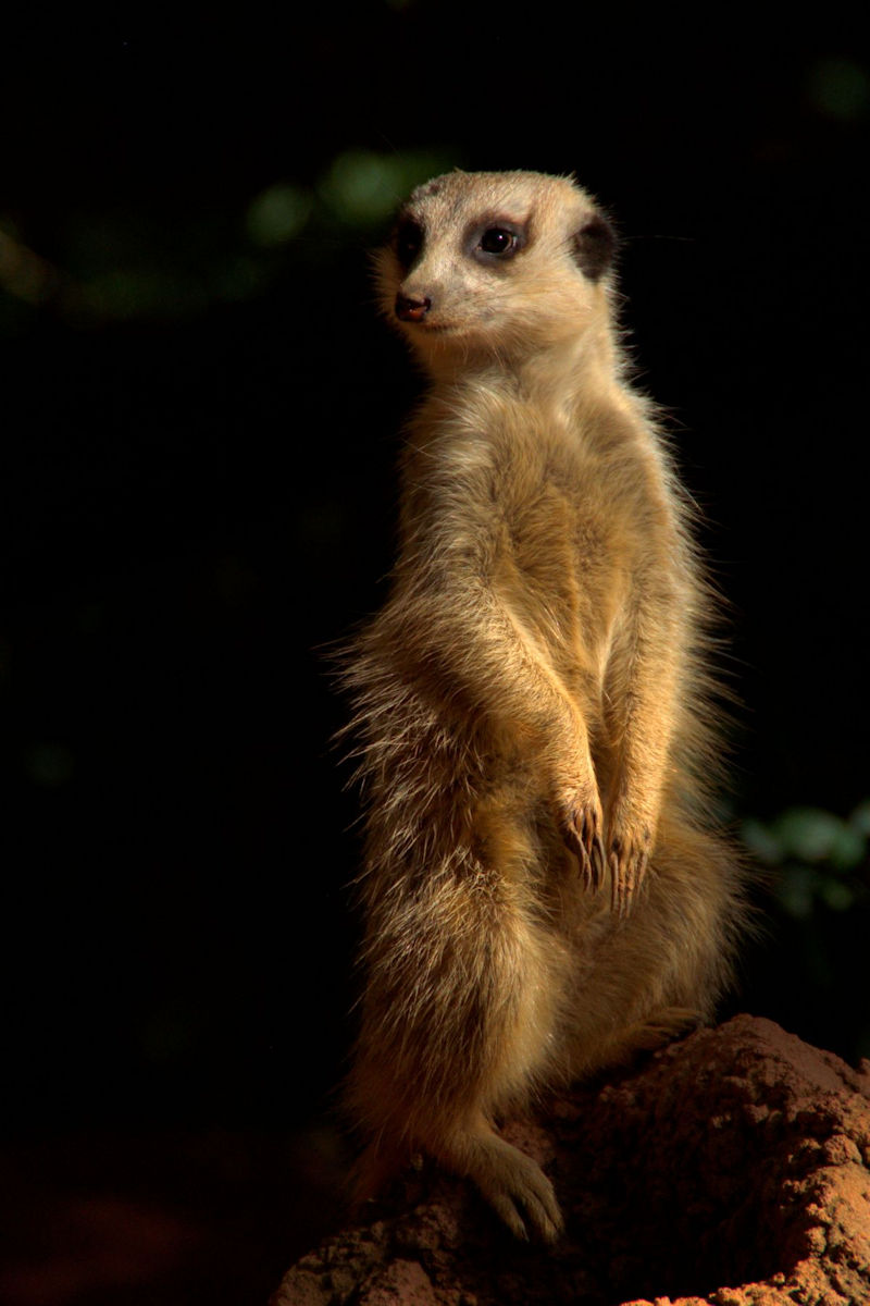 Meercat