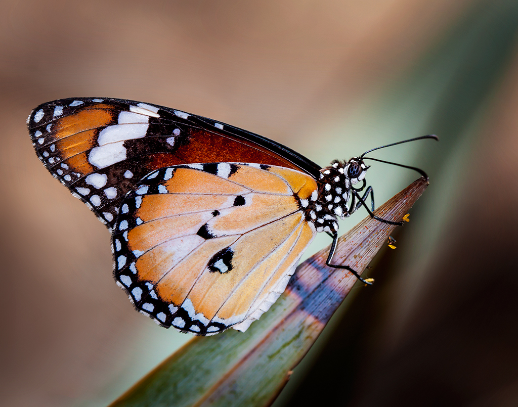 Monarch Butterfly