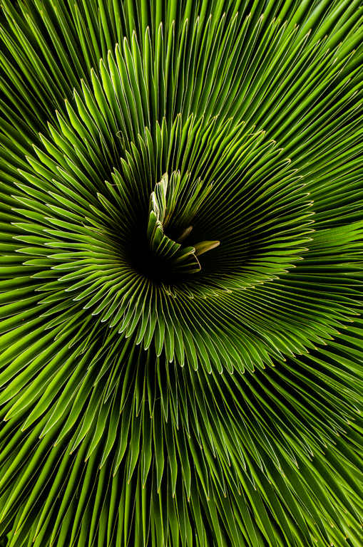 Natural Spiral