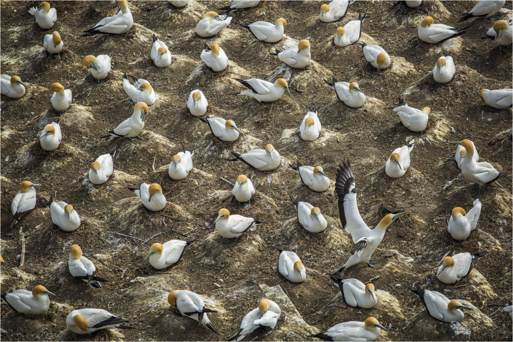 Nesting Gannets