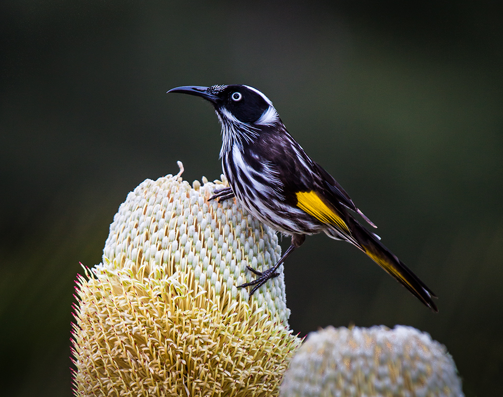 New Holland Honeyeater