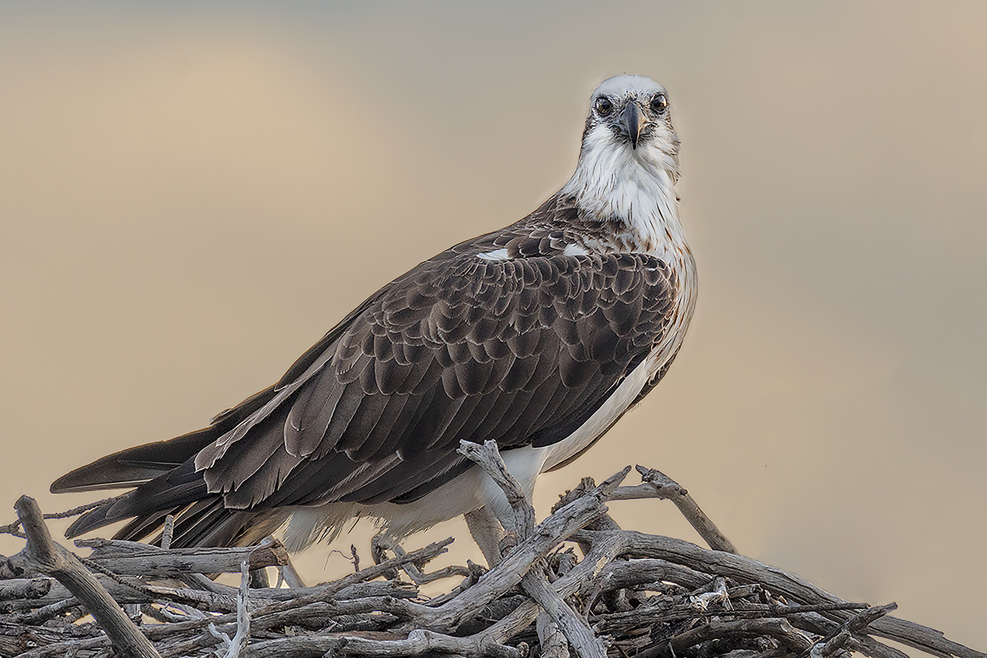 Osprey Nesting