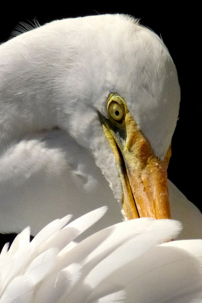 Preening