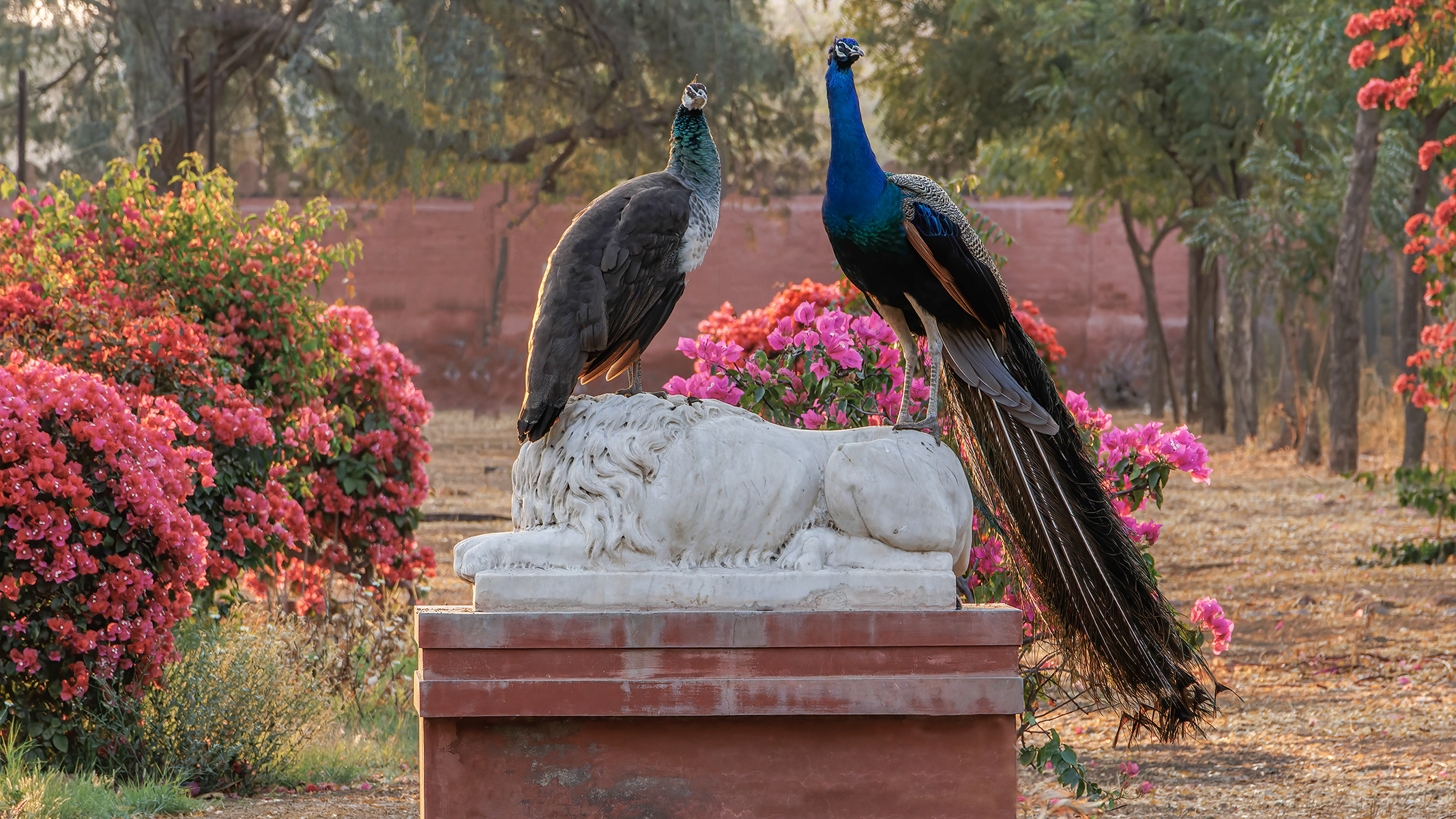 Peacocks in the Garden