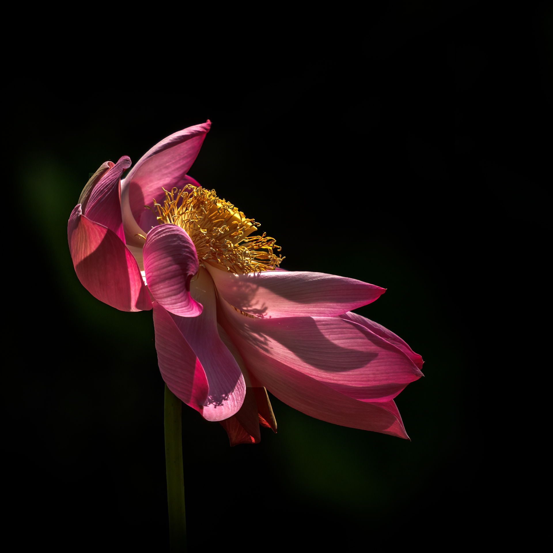 Pink Lily