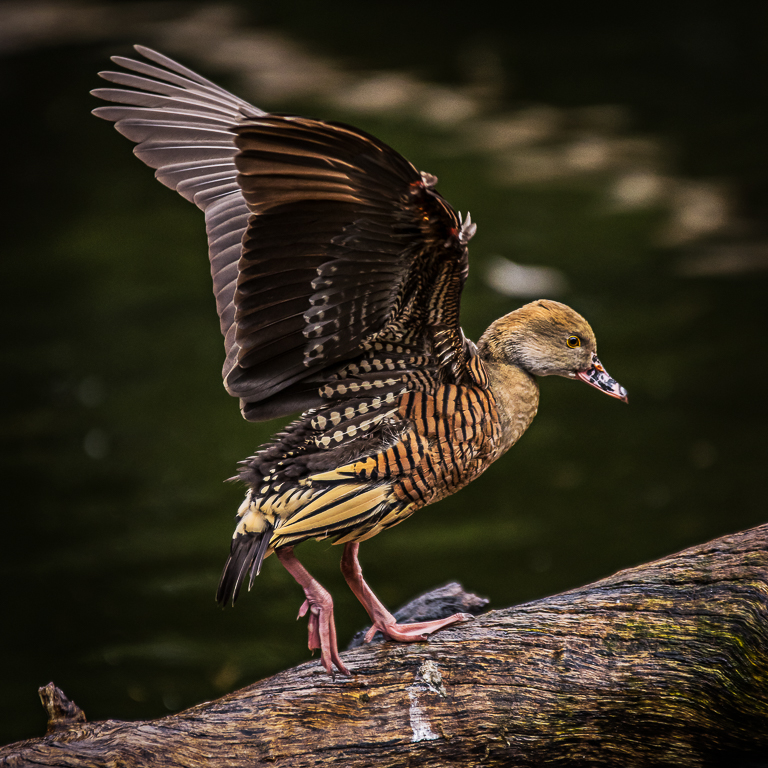 Plumed Whistling Duck