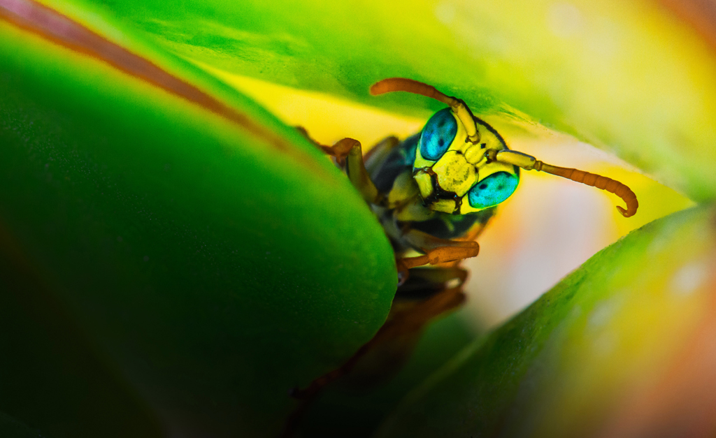 Polistes Dominula