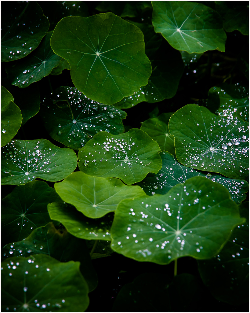 Raindrops on Nasturtiums