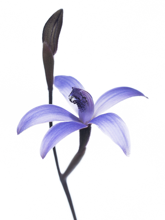 Silky Blue Orchid