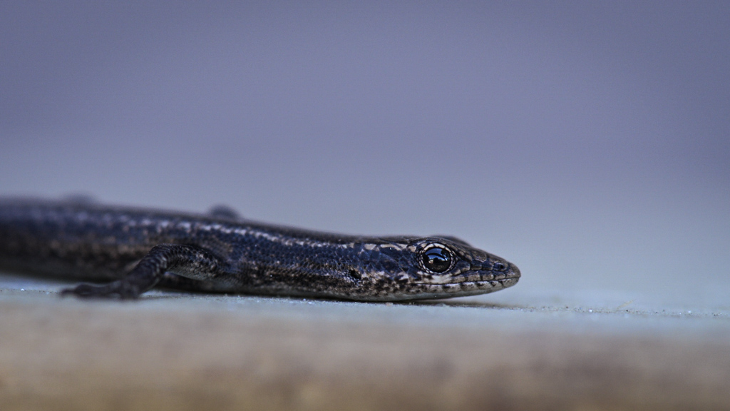 Skink