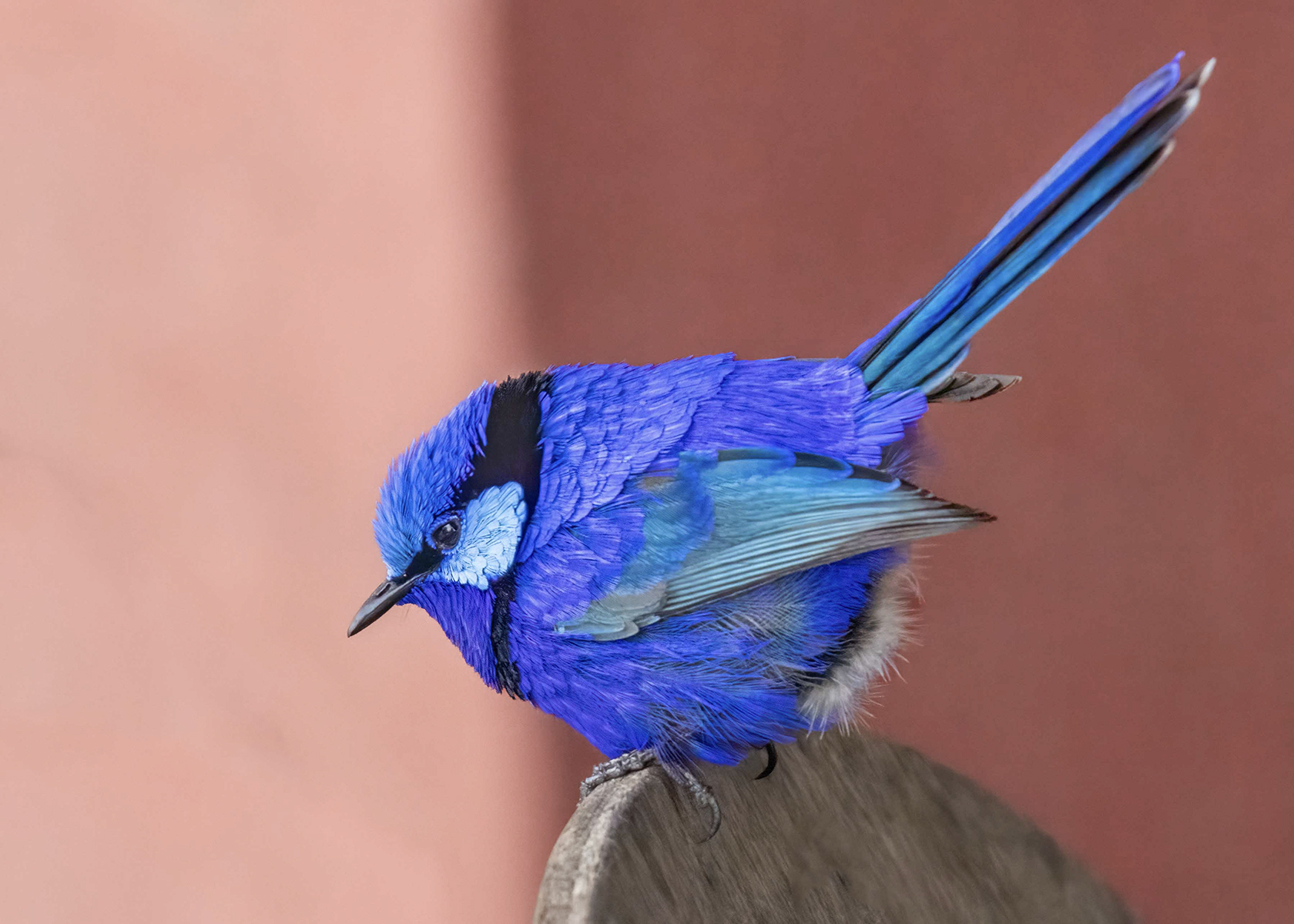 Splendid Blue Wren