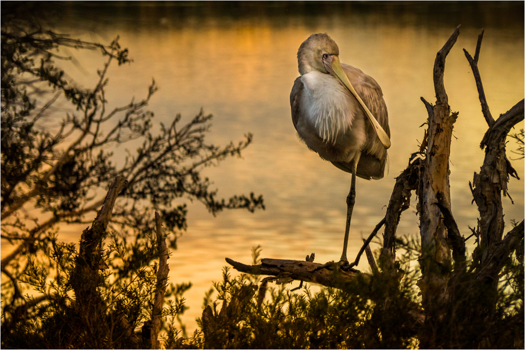 Spoonbill at Dusk