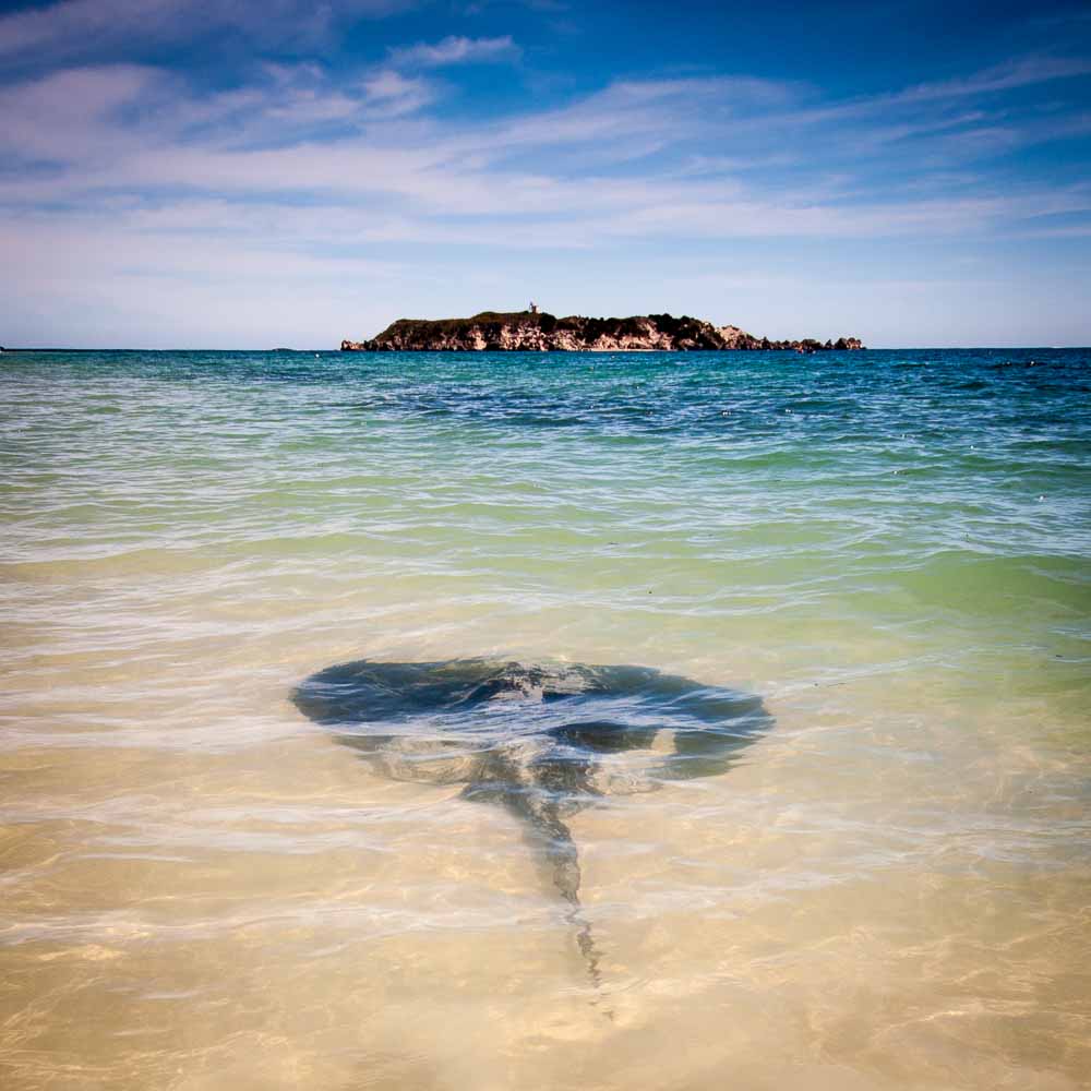 Stingray Island