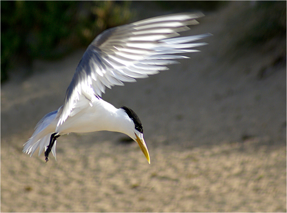 Tern Landing