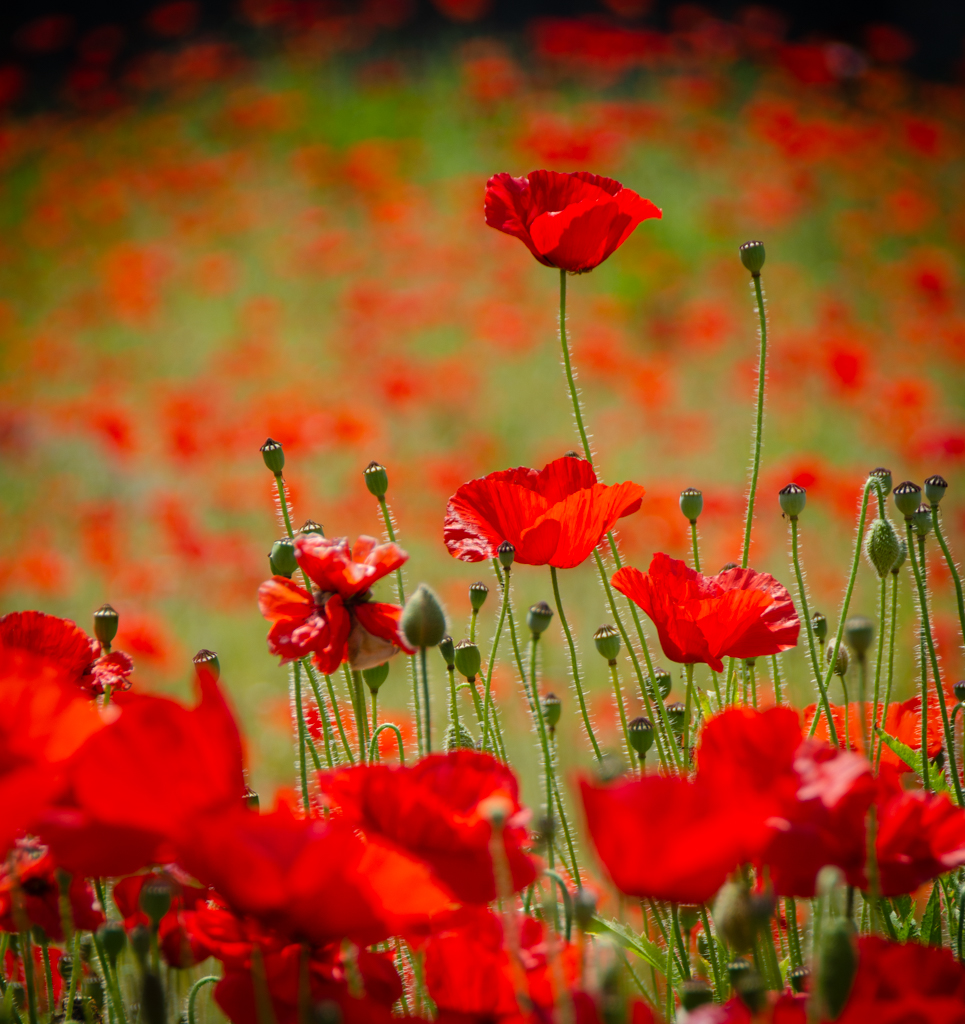 Tall Poppy Syndrome