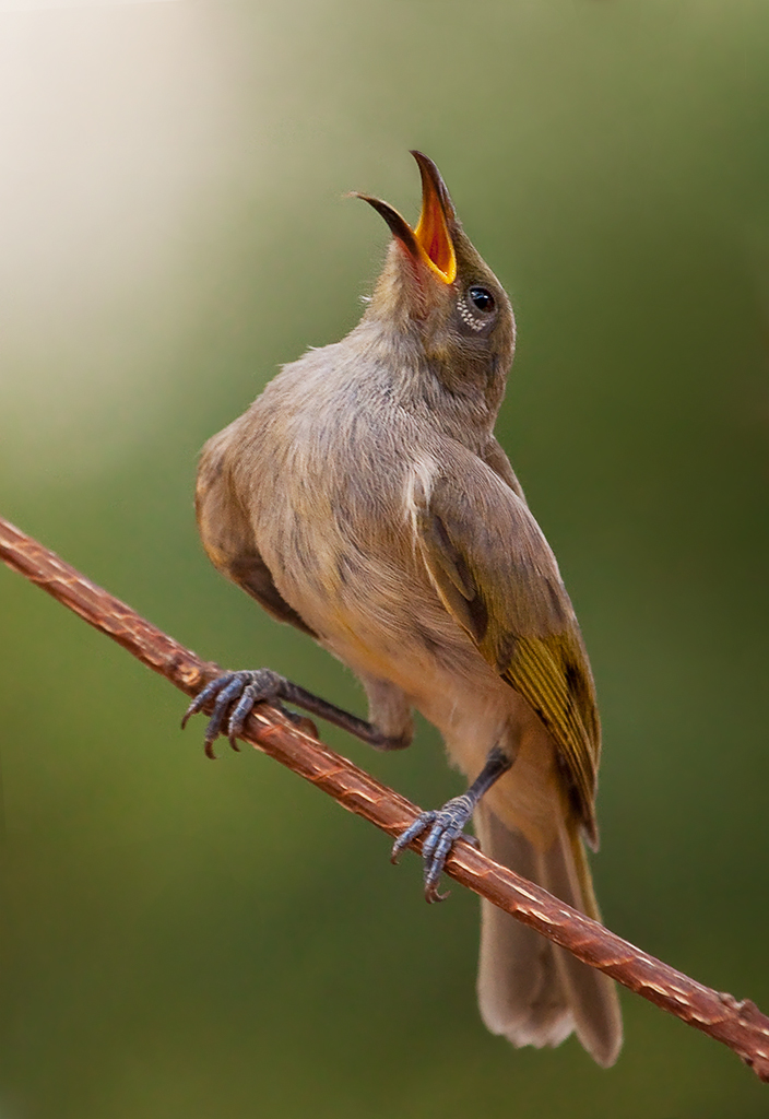 The Opera Singer