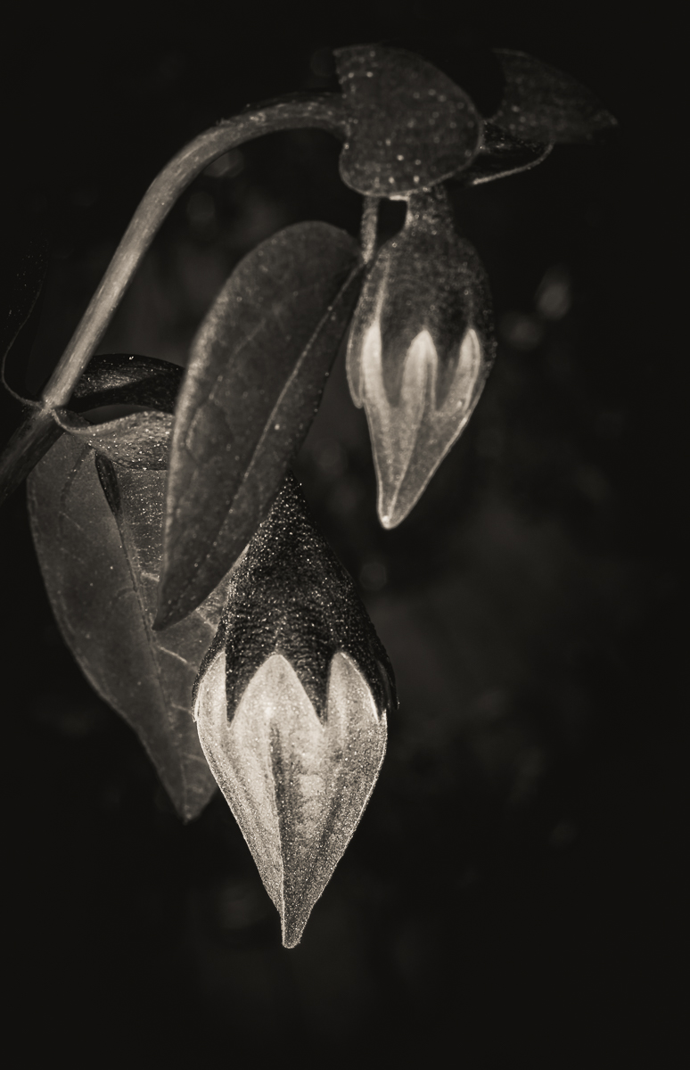 The Cottonwood Buds