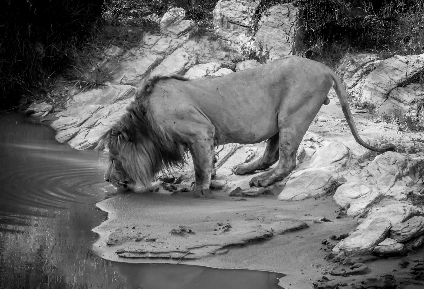 Thirsty Honeymooner