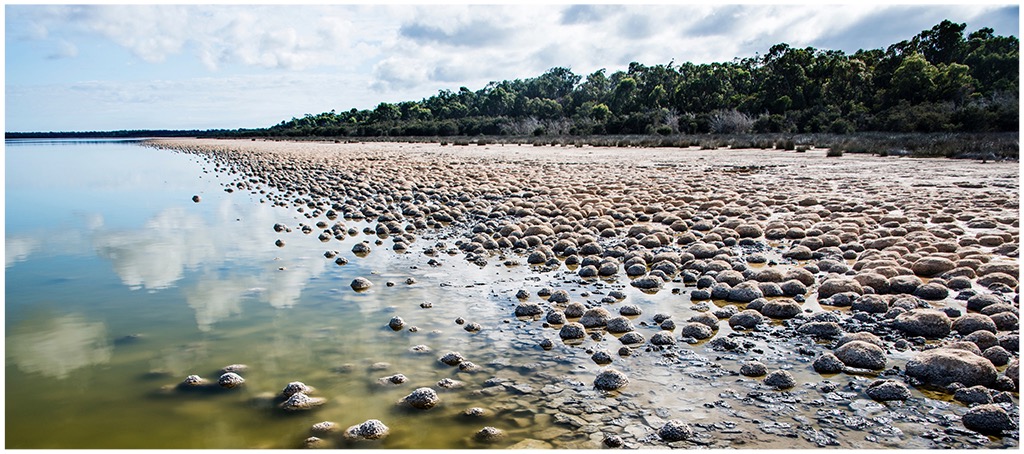 Thrombolites Rocks