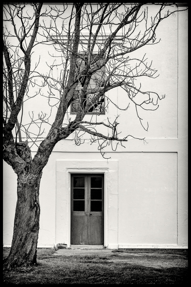 Tree Door Window