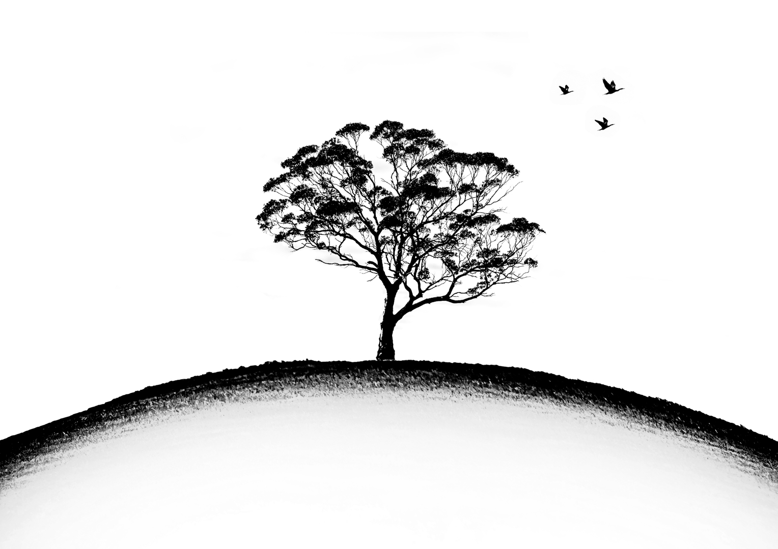 Tree on a Hill