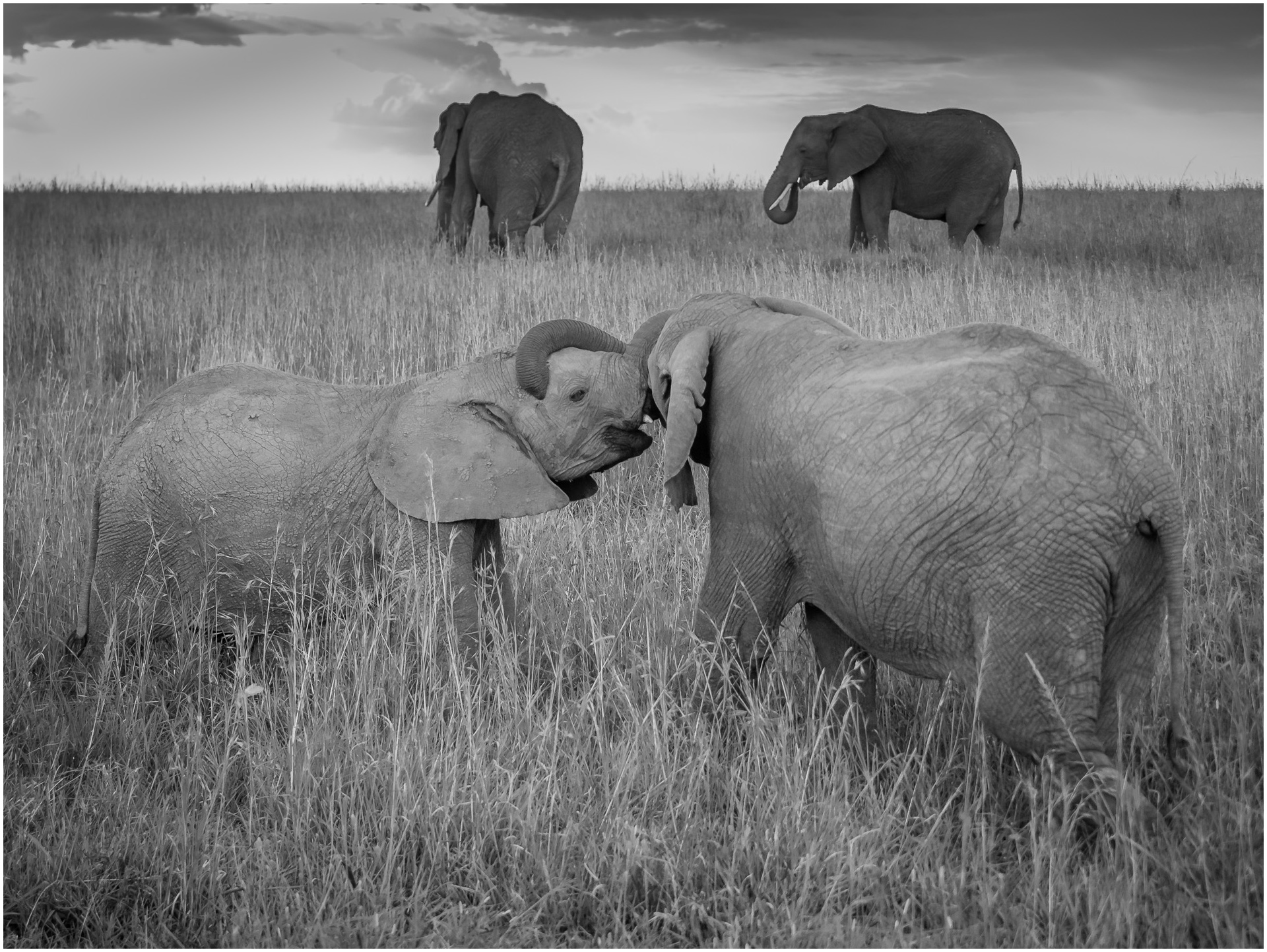 Trunk Wrestle