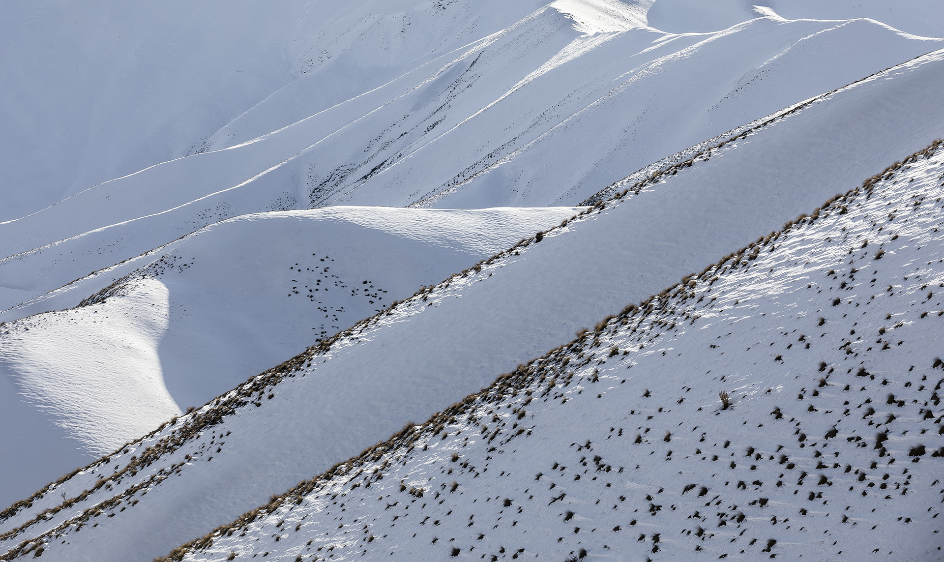 Tussock and Snow