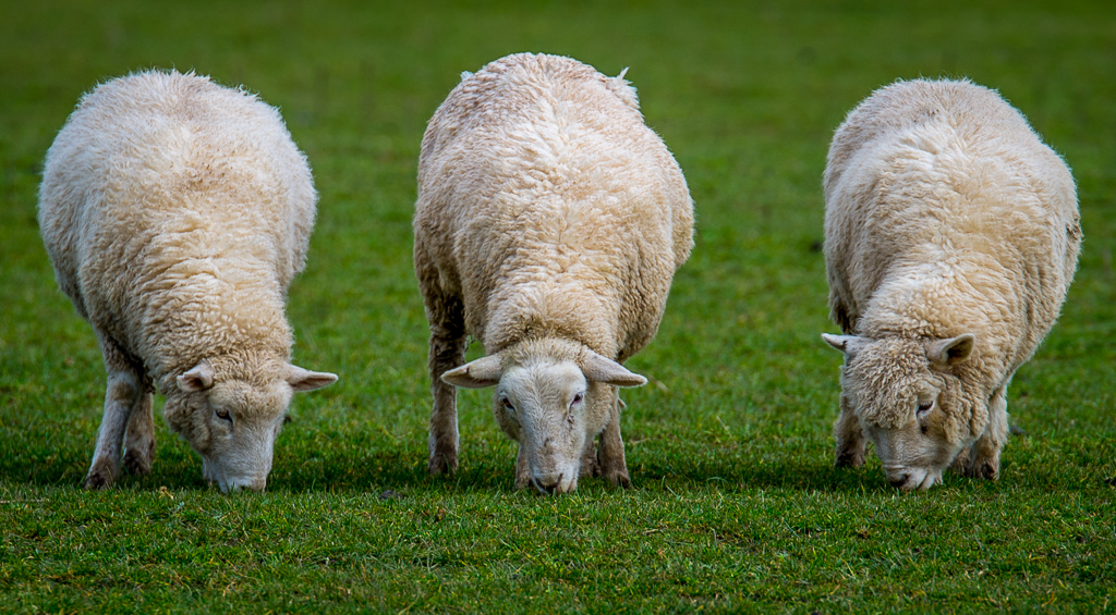 Watching Ewes