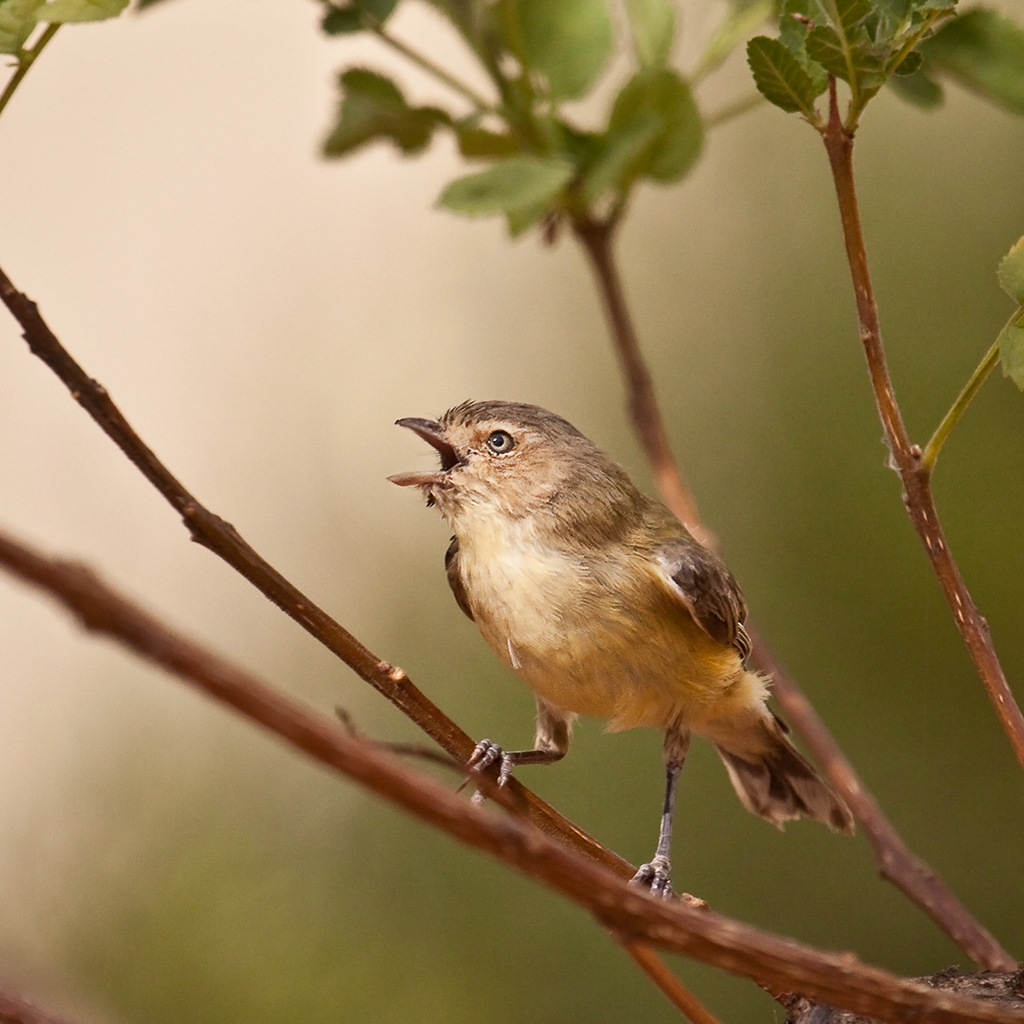 Weebill