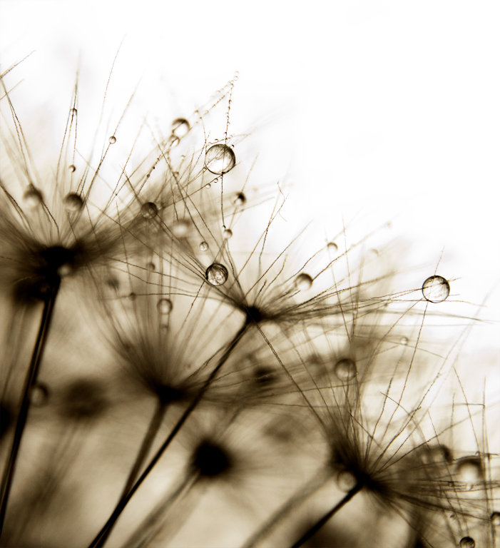 Wet Dandelion