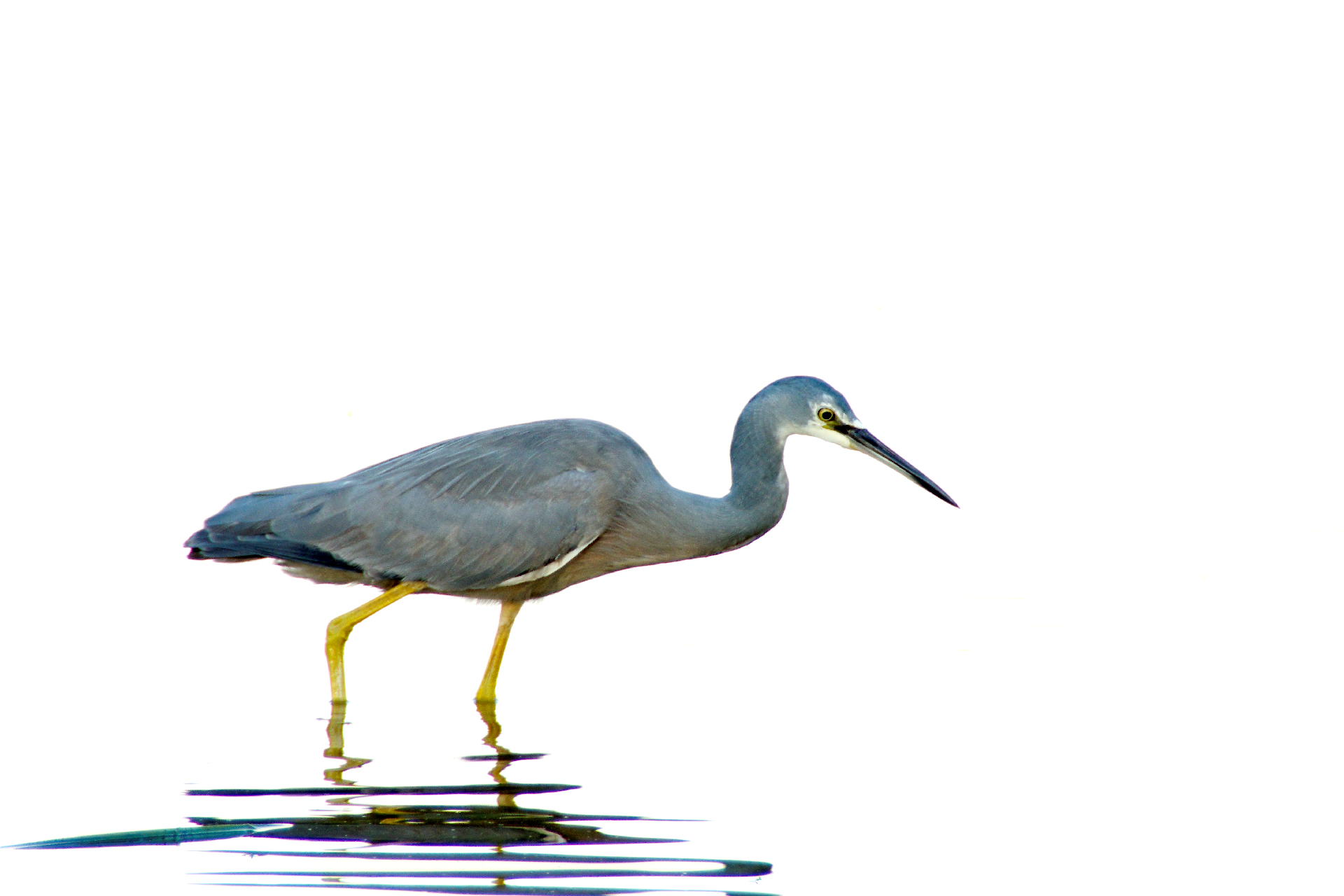 White Faced Heron