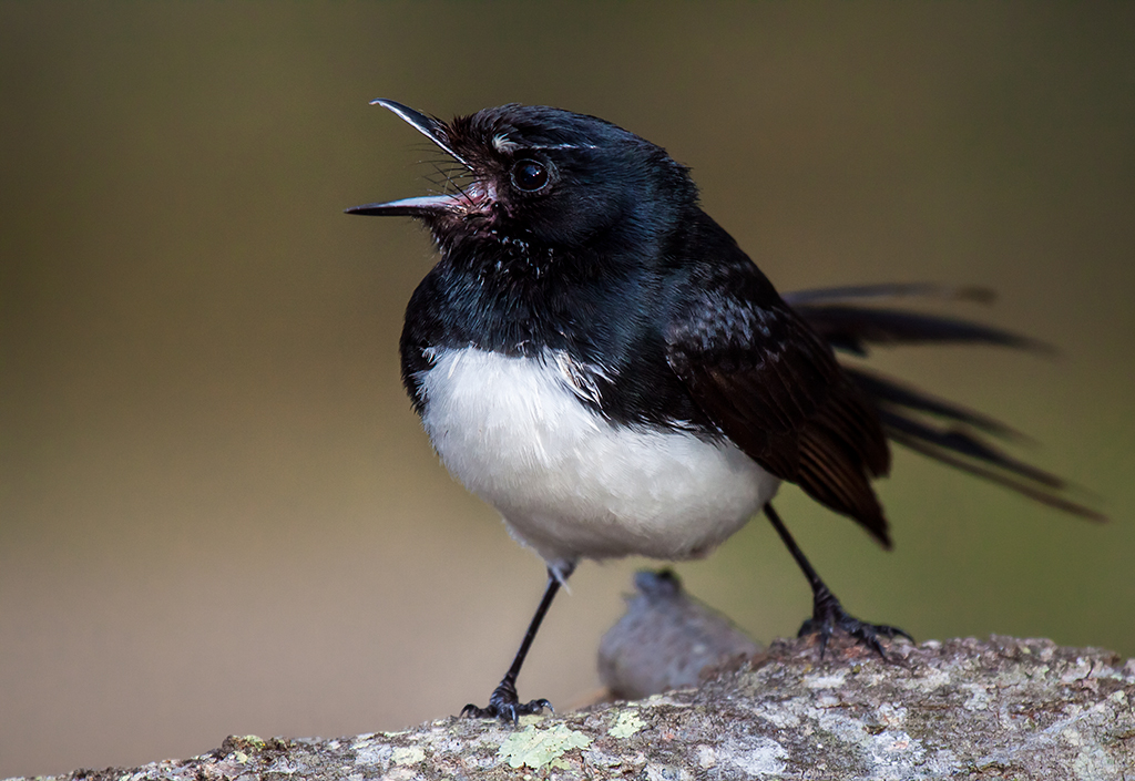 Willie Wagtail