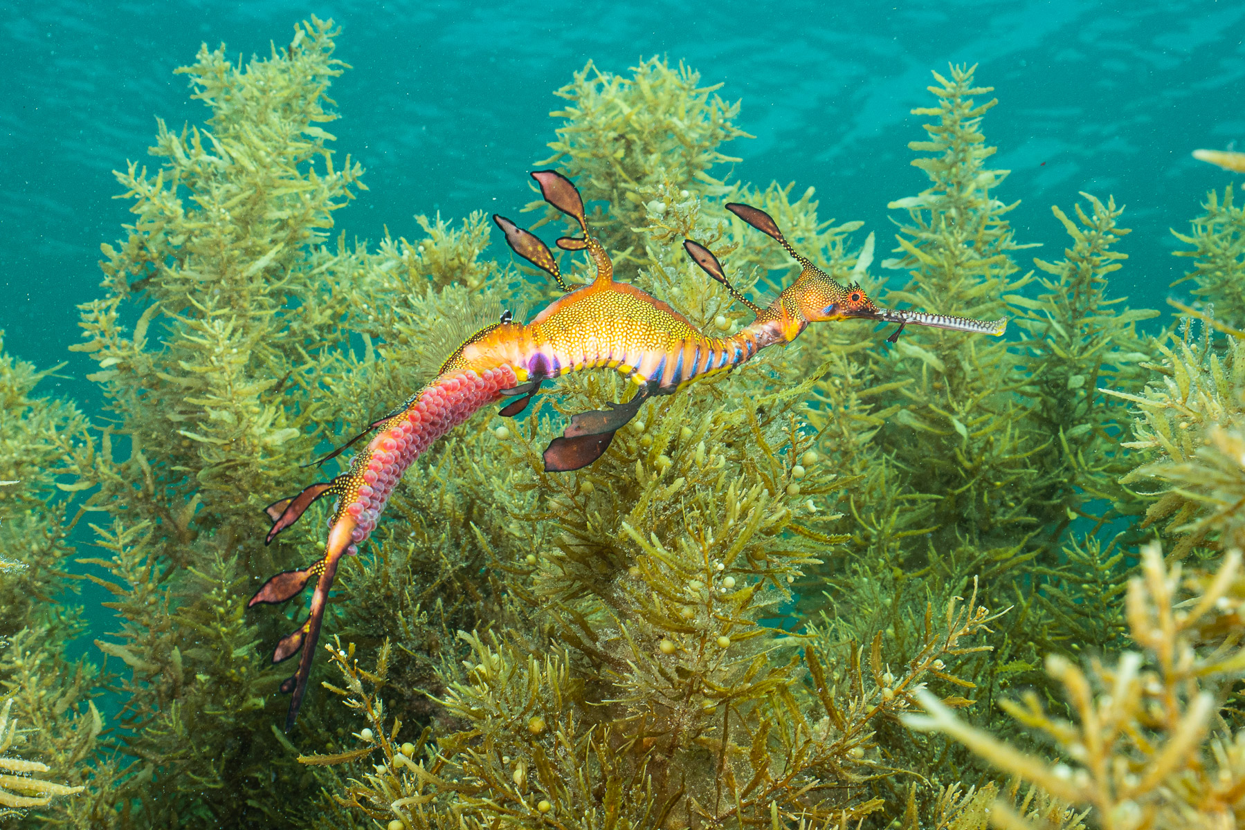 Weedy Seadragon