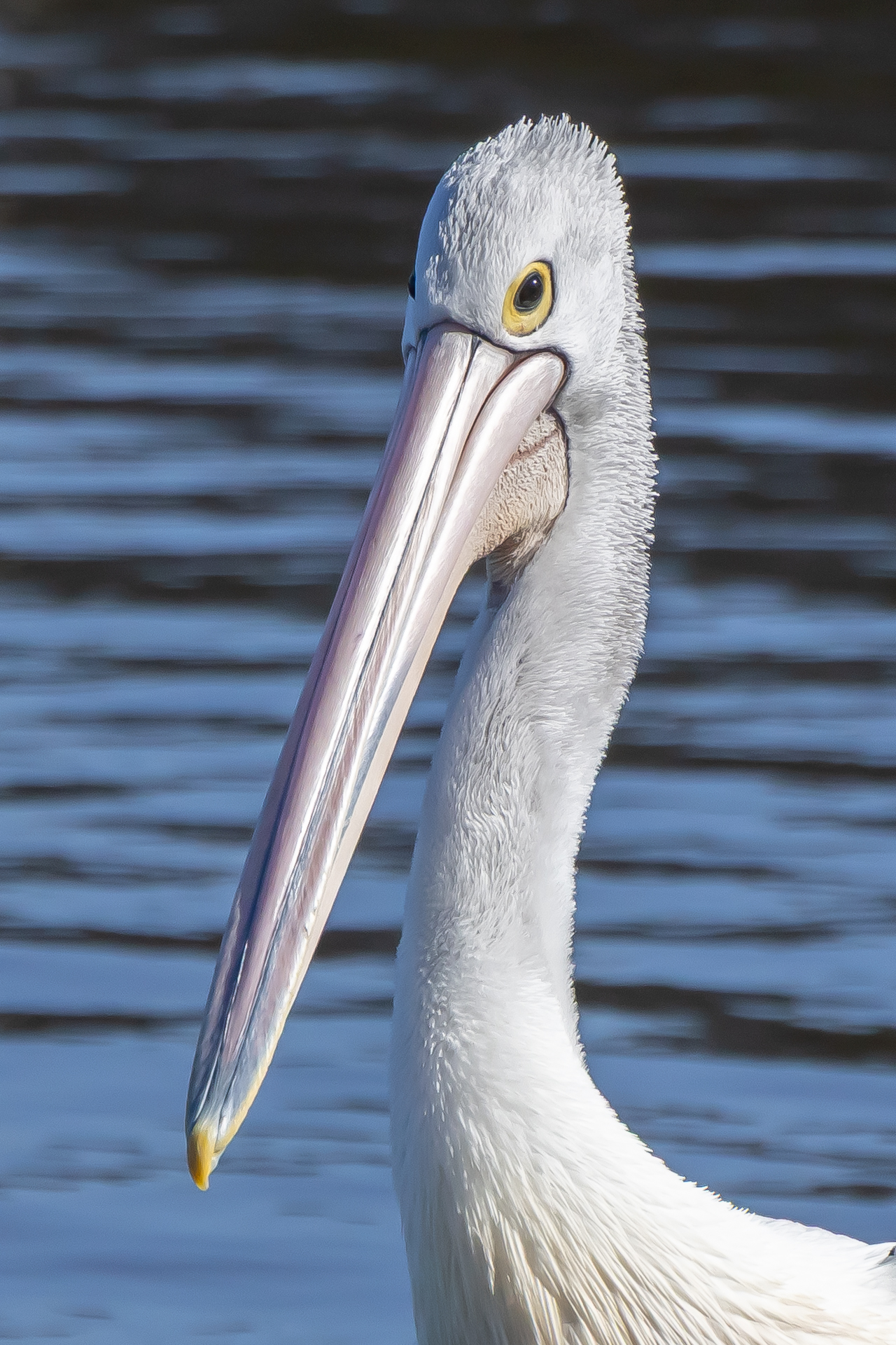 Pelican