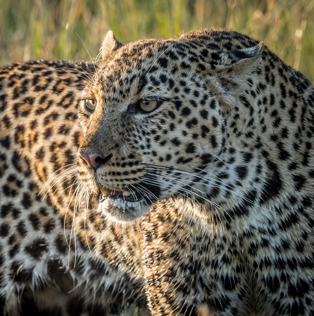 Angry Leopard